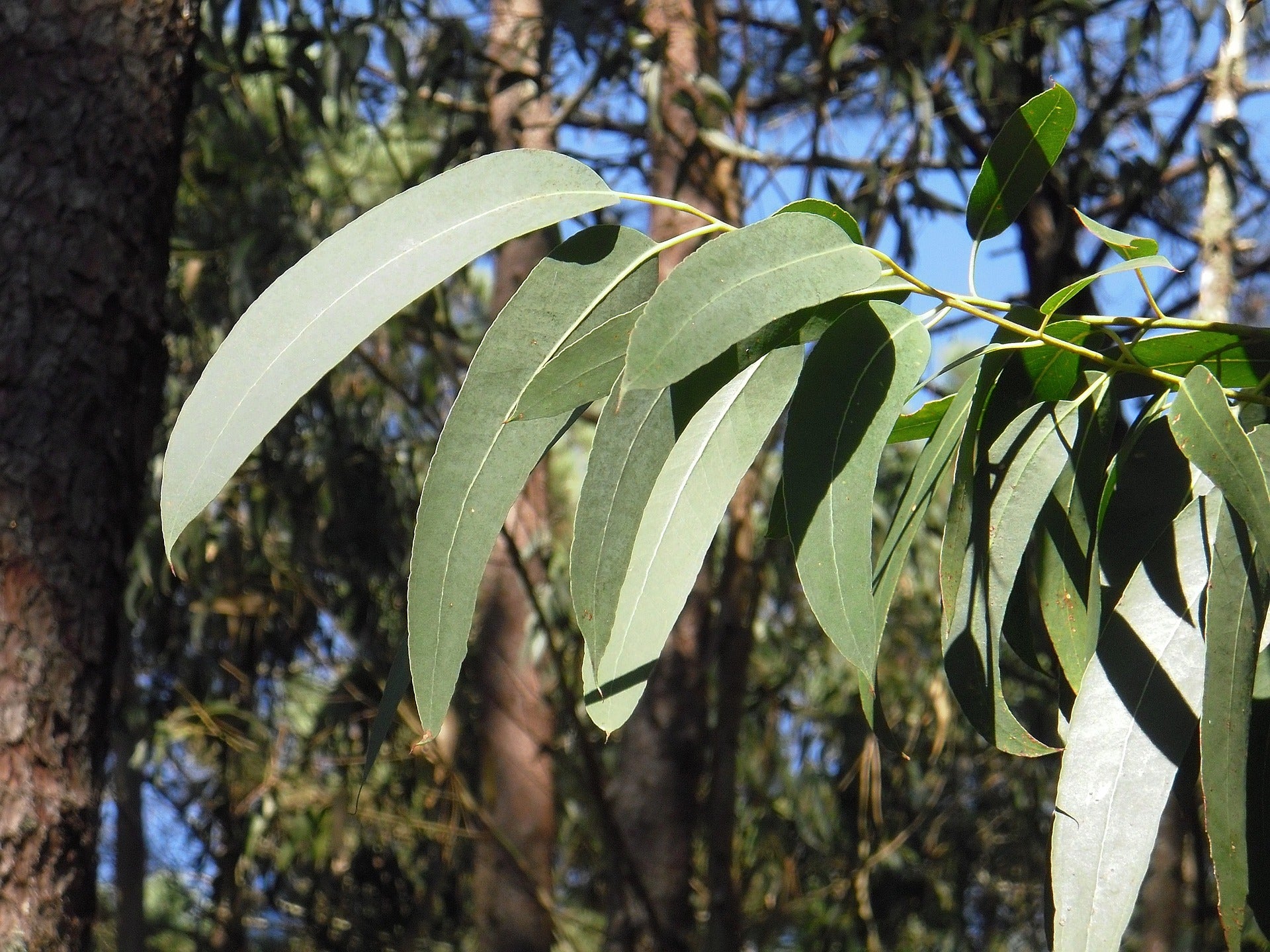 Eukalyptus Baum Bettwäsche