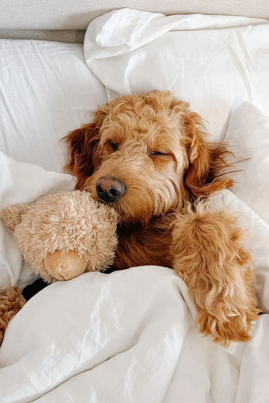 Hund im Bett mit Eukalyptus Bettwäsche